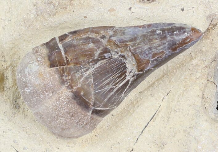 Tylosaurus Tooth - Smoky Hill Chalk, Kansas #31647